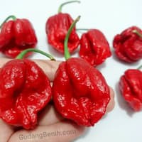 Benih Bibit Biji - Cabai Bhutlah Scorpion (Reaper Killer) Cabe Pedas Extreme Pepper Seeds