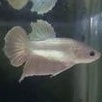 hiasan akuarium ikan cupang plakat soft gold