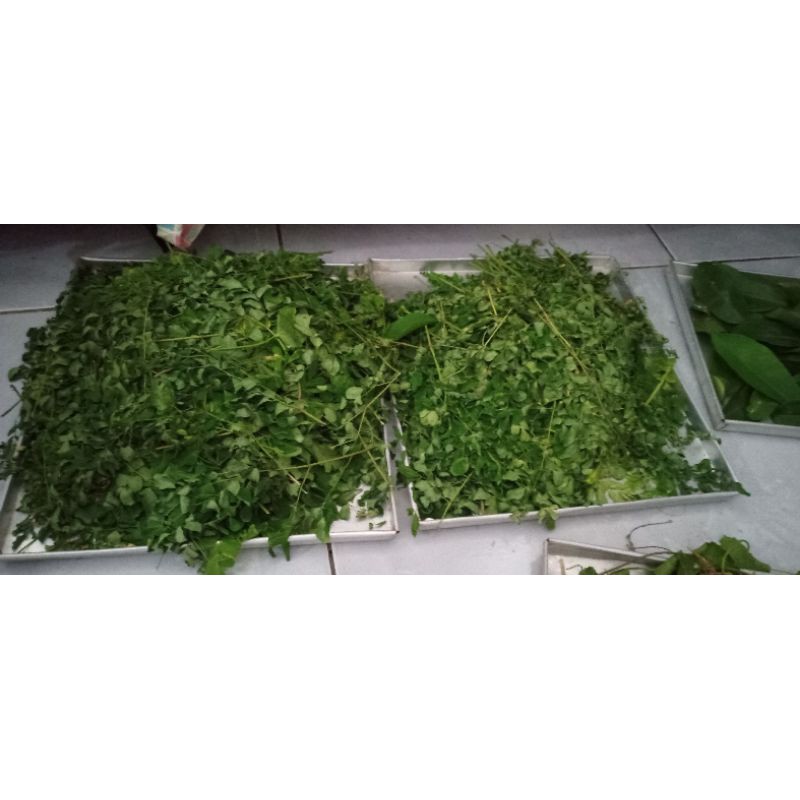 

daun kelor