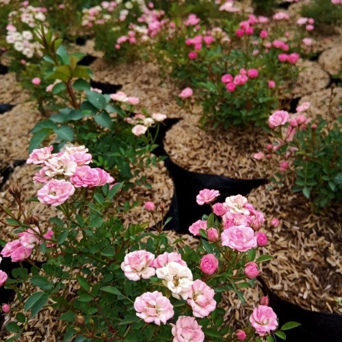 Mawar Baby Rose / Bunga Mawar Baby Rose / Tanaman Mawar Baby Rose / Bibit Mawar Baby Rose