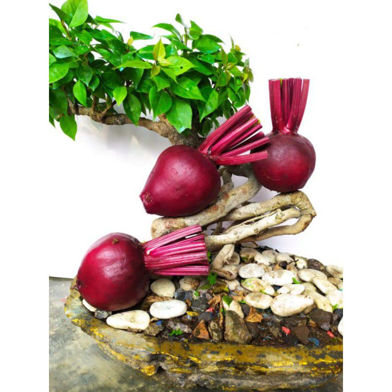 

buah bit beetroot 1 kg