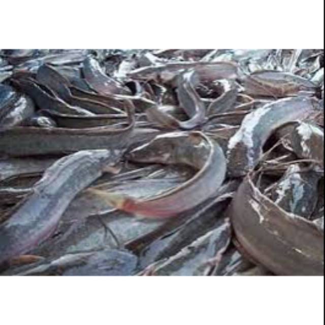 

Ikan Lele segar 1 kg (sudah dibersihkan)