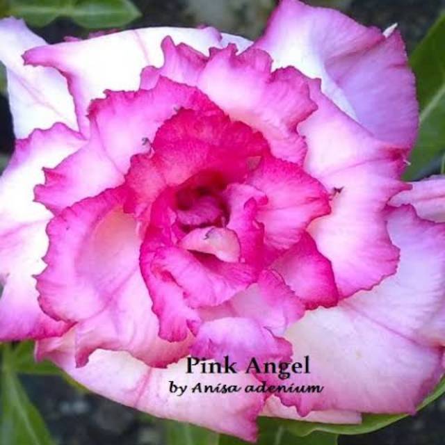 Bibit Bunga Kamboja Adenium Pink Angel - Tanaman Hias