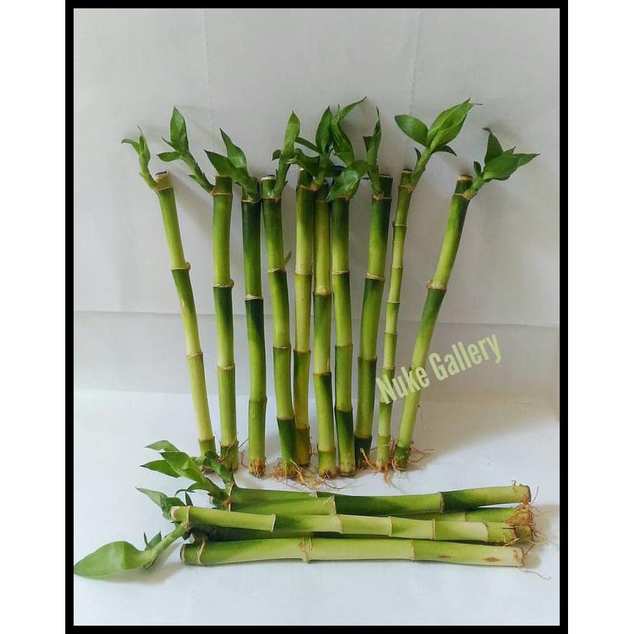 Jual Tanaman Hias Bambu Hoki Sri Rejeki Lucky Bamboo Harga Grosir