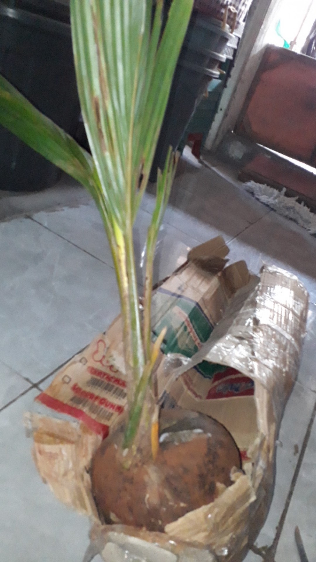 Bibit Kelapa Hijau