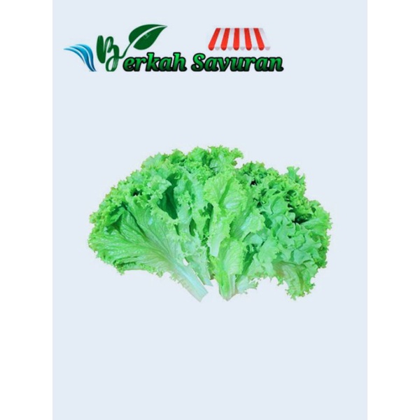 

Sayur Slada