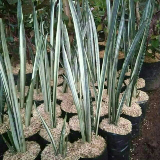 Tanaman hias sansiviera metalik am taman