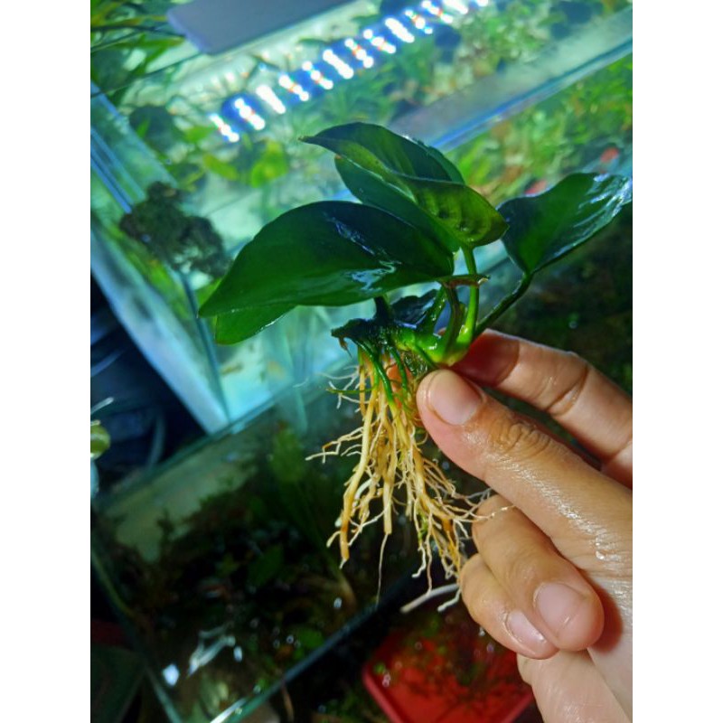 Anubias Nana