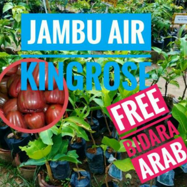 JAMBU AIR KINGROSE || JAMBU AIR MERAH