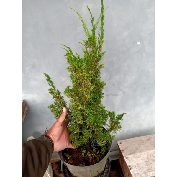 Bahan Bonsai Cemara Sargenti/ Cemara Sargenti Jarum