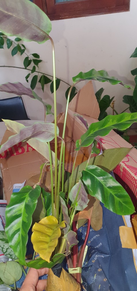 Tanaman Hias Keladi Pinokio