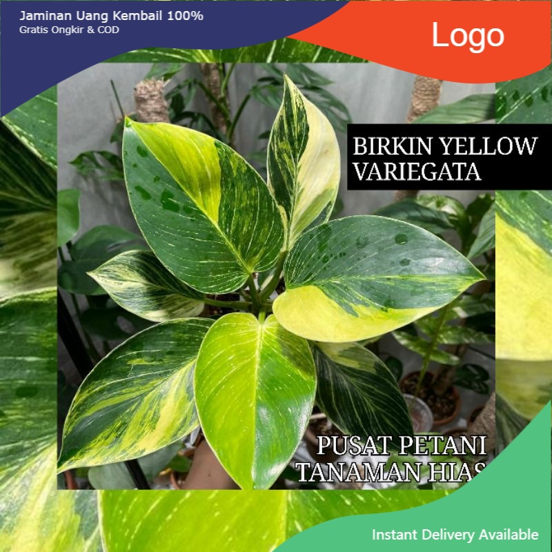 Bibit bonggol philodendron BIRKIN YELLOW VARIEGATA original . PUSAT PETANI TANAMAN HIAS ORIGINAL