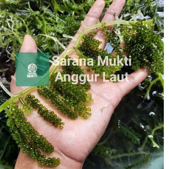 

euu Anggur laut/ Green Caviar/ Latoh/ Lawi lawi/ Sea Grapes (Caulerpa Sp.) owfn307