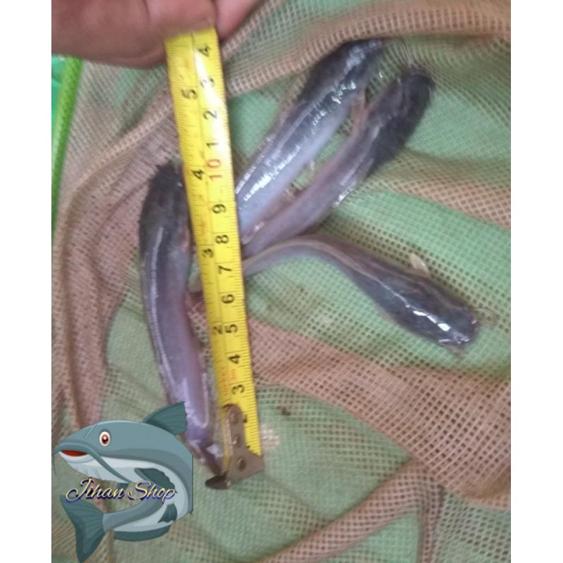 BIBIT LELE SIZE 9-10cm