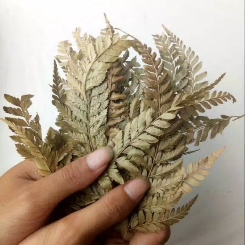 Daun pakis kering  hiasan rustic - driedflower - dekorasi