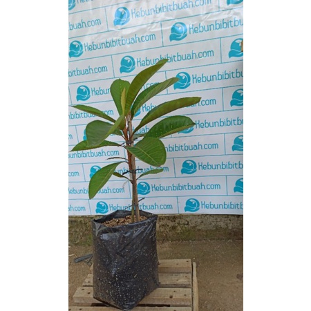 mamey sapote lorito sambung susu 30cm murah