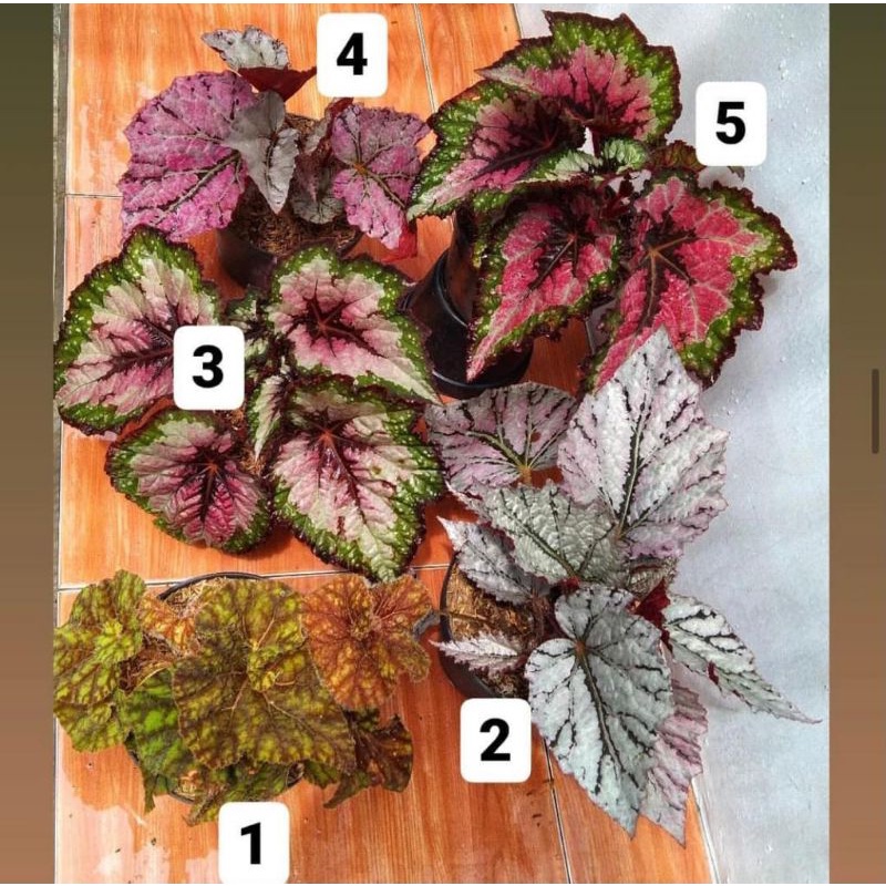 5 jenis begonia