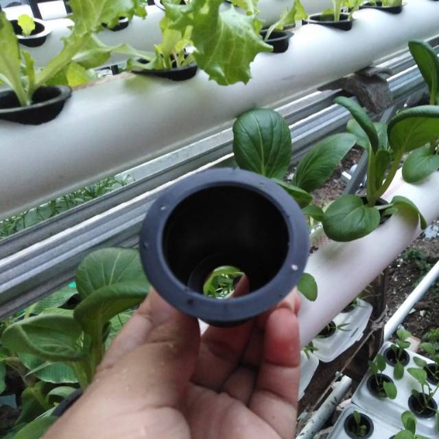 Netpot hidroponik / Net pot Hidroponik 5 cm halus Tanpa Lubang samping