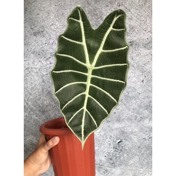 Alocasia Watsoniana glossy