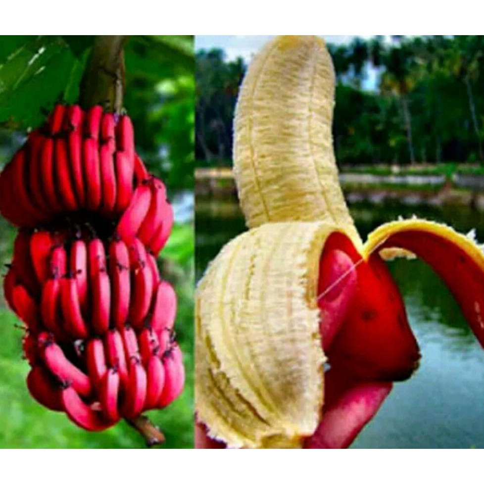 Unggul Bibit Buah Pisang Merah *_$