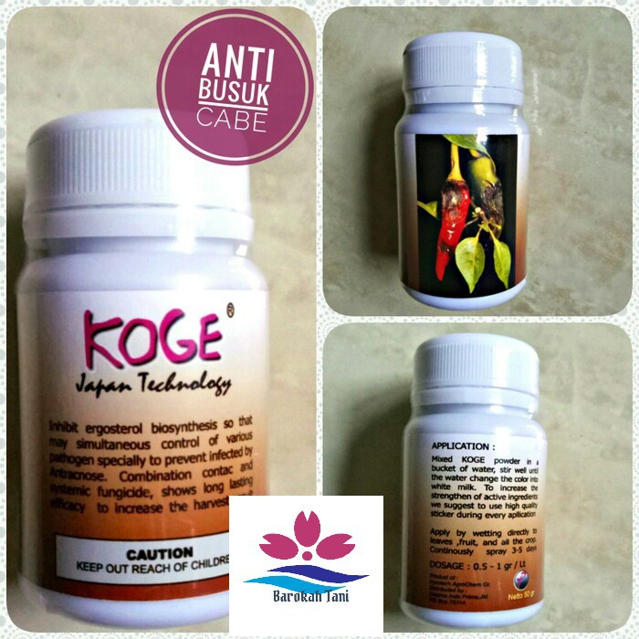 Obat cabe busuk koge kemasan 50 gram
