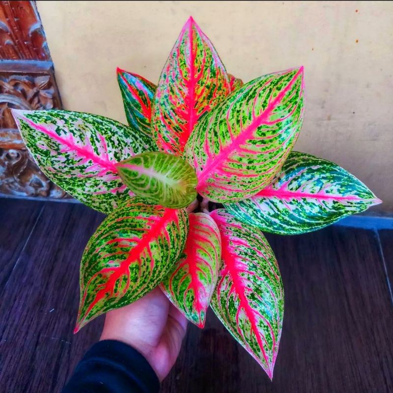 Aglonema red legacy mutasi/ Tanaman Hias Bunga Aglaonema Murah Merah BUKAN bonggol bibit - tanaman h