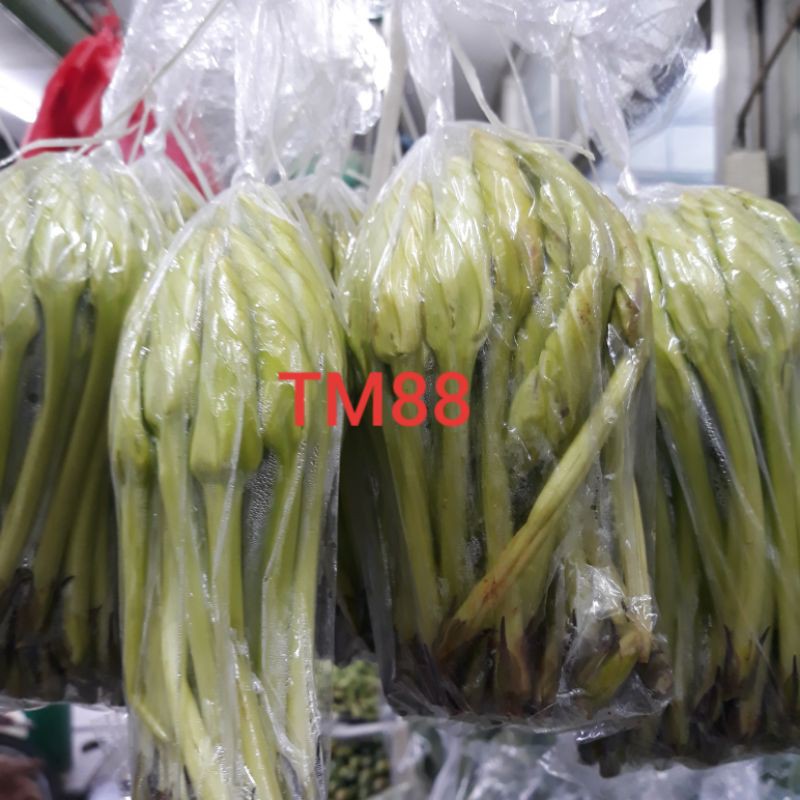 

SAYUR PUCUK SEDAP MALAM/KIMCAM SEGAR/SAYUR KIM CIN SEGAR