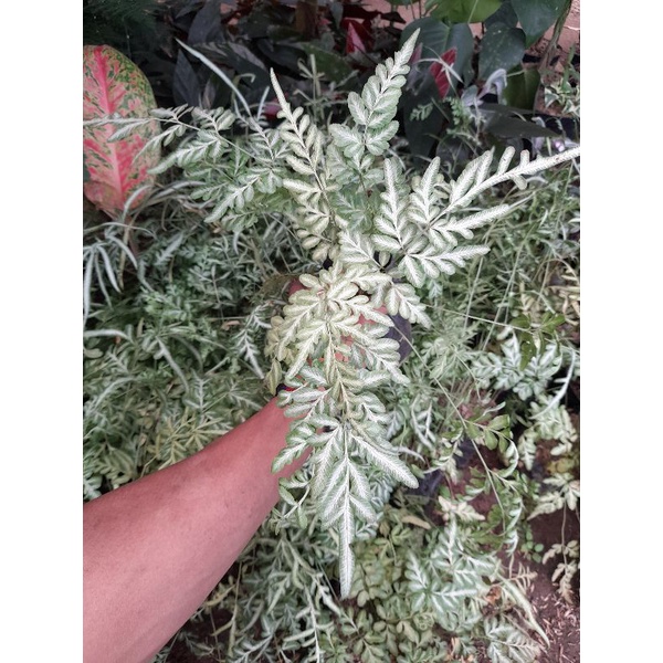 PROMO tanaman hias pteris cretica fern ( pakis silver ) / pakis silver murah