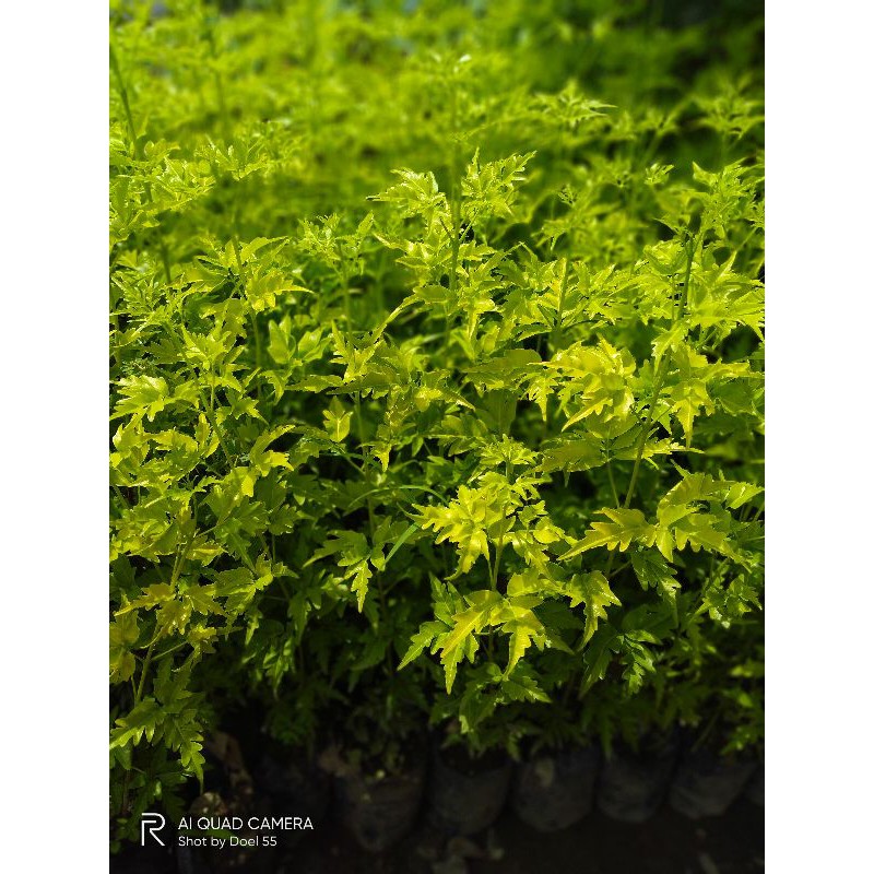 Asli Paket 3 Bibit Pohon Kayu Cendana NTT