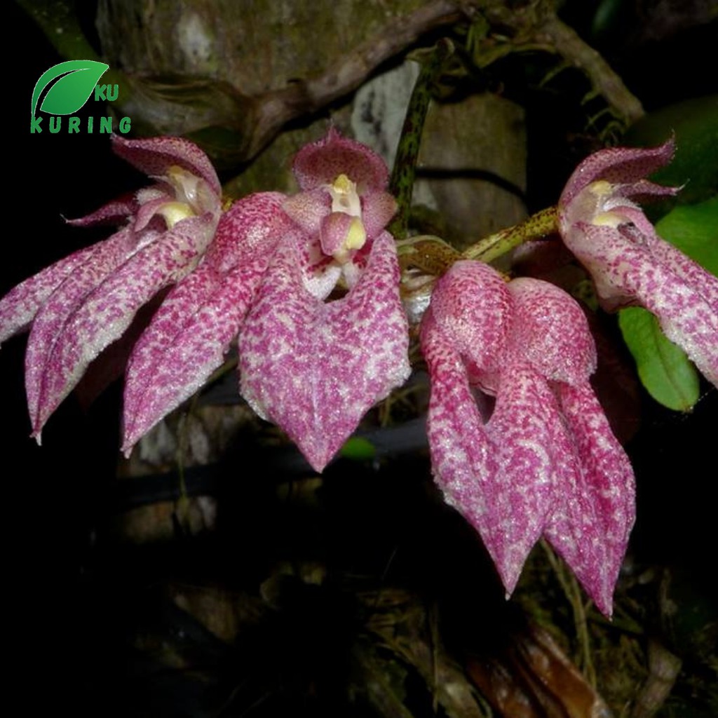 Bibit Anggrek Hutan Jenis bulbophyllum taeniophyllum - Anggrek cantik dan langka