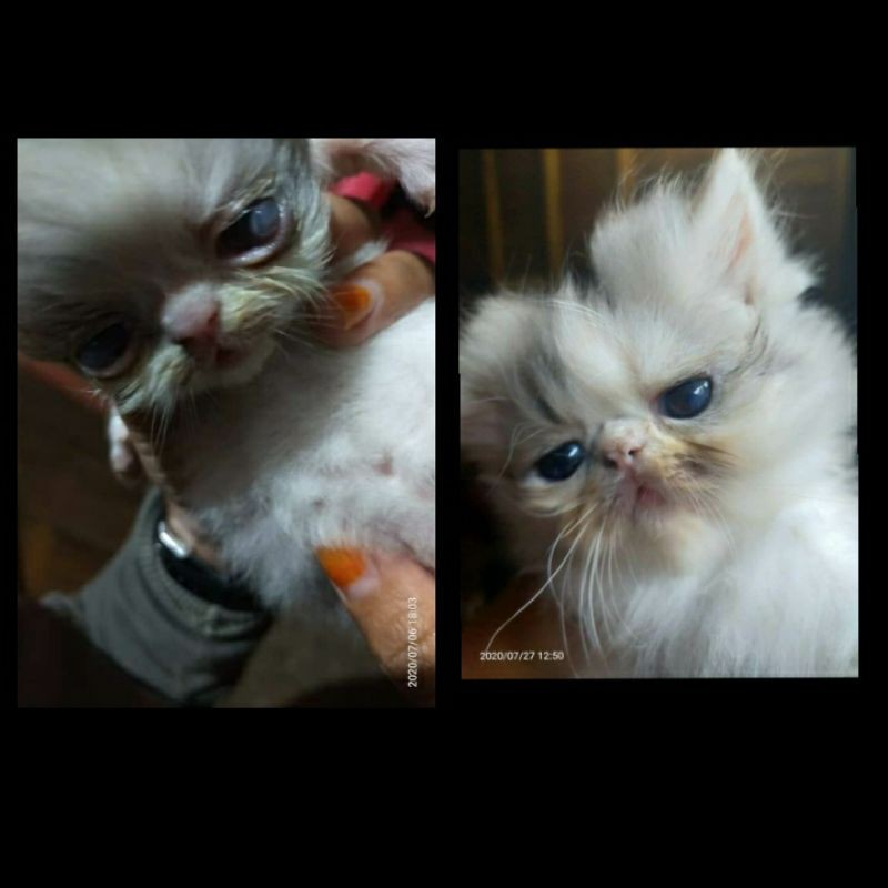Vitamin mata kucing dan resep chlamydia kucing