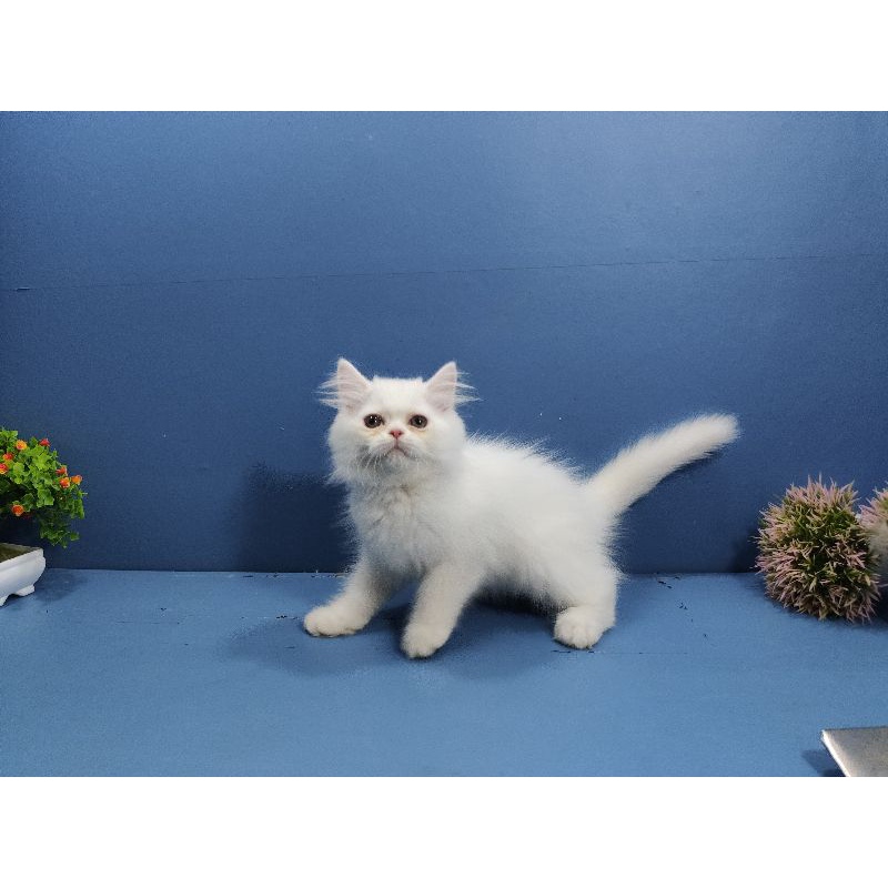 kucing kitten persia flatnose jantan