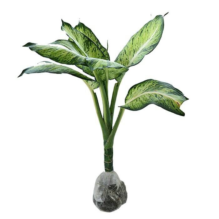 tanaman aglonema anggun ayu