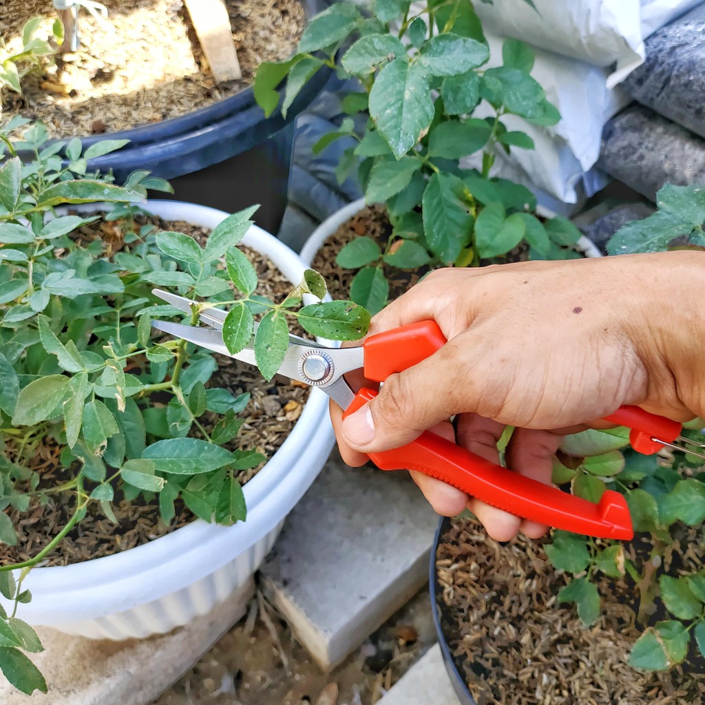 gunting dahan ukuran L - gunting tanaman - gunting bonsai - gunting ranting - gunting dahan - tools scissors