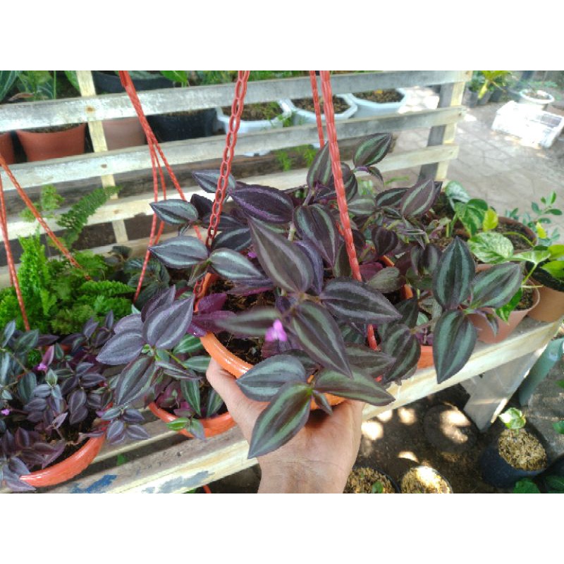 Tradescantia Zebrina yg bisa berbunga dengan warna daun ungu kemerahan lis daun putih kehijauan warn