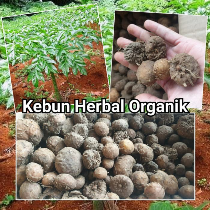 umbi porang kecil khusus Bibit - bibit porang