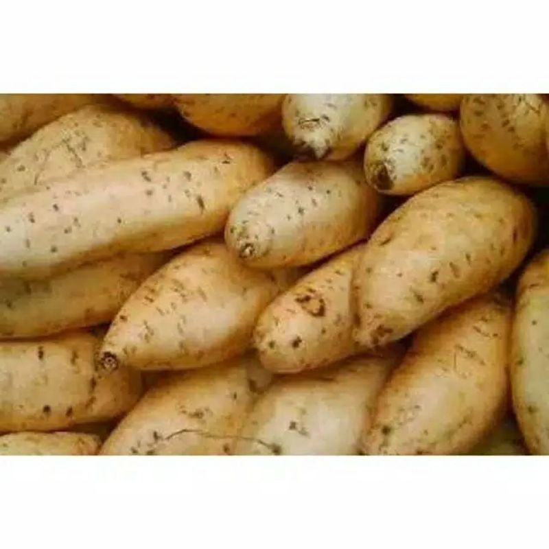 

Ubi Cilembu 1kg