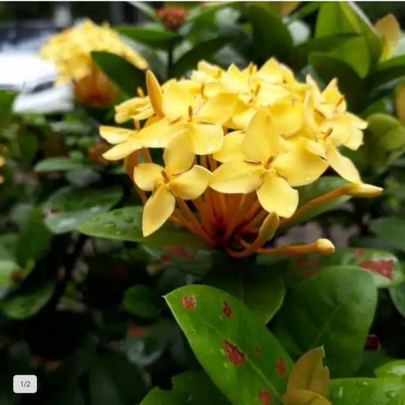 TANAMAN HIAS SOKA BUNGA KUNING/BIBIT TANAMAN HIAS SOKA BUNGA KUNING