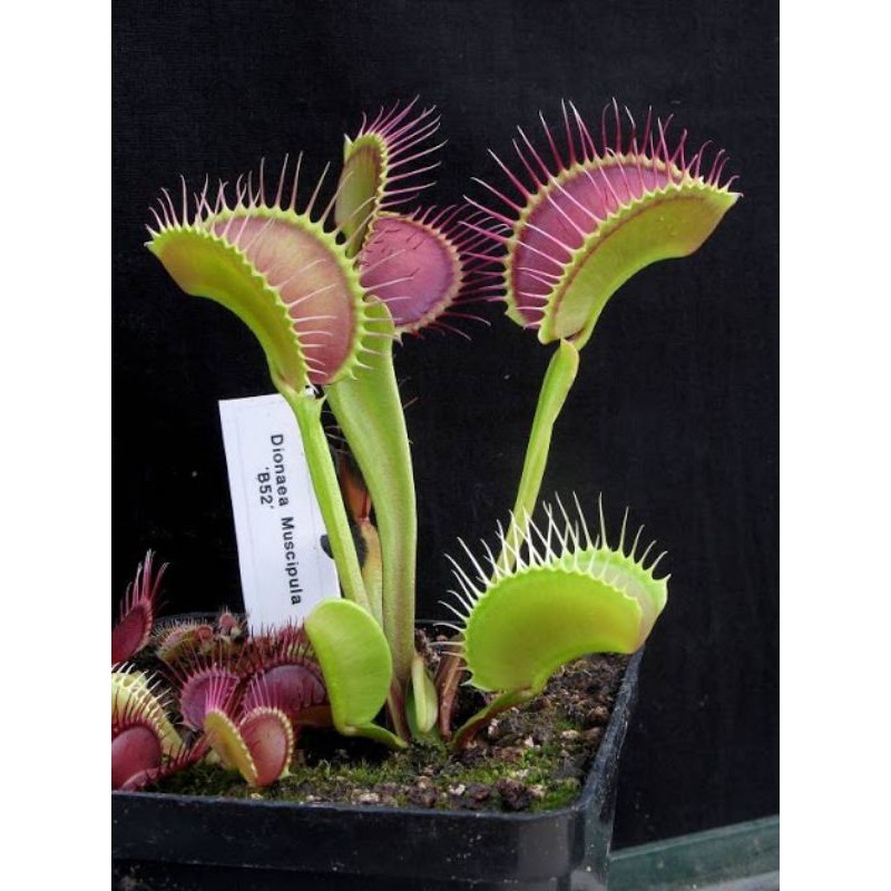 Tanaman venus flytrap b52