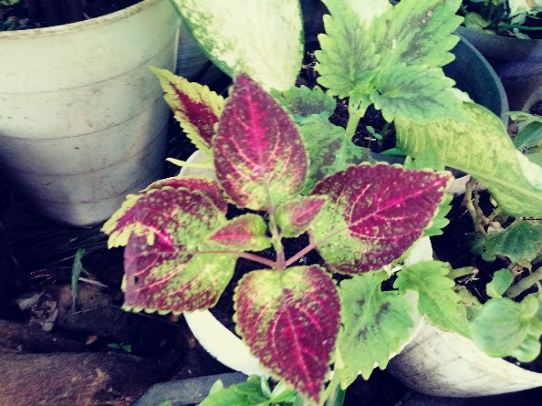 Bunga Miana Gergaji Kuning Dalam Bentuk Stek