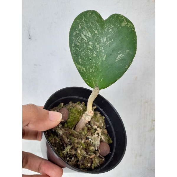 Tanaman Hoya Kerii Splash