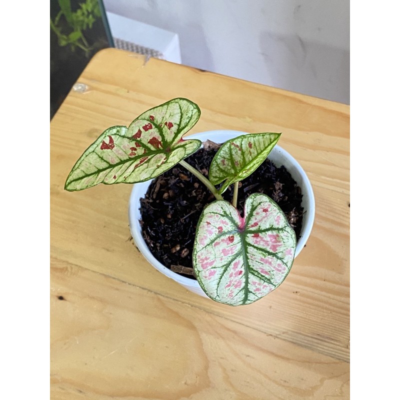 Caladium Red Guava