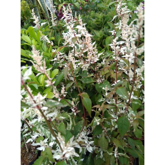 tanaman hias anting putri salju putih ( Wrightia religiosa) pohon hidup