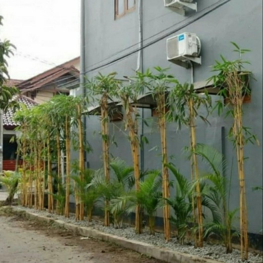 

PROMO!!! PAKET BAMBU PANDA 8 RUMPUN TERBARU