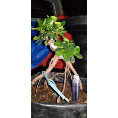 bonsai dolar mangkok