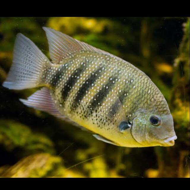 Etroplus Suratensis The Green Chromide Pearlspot Striped Asian Cichlid Asia