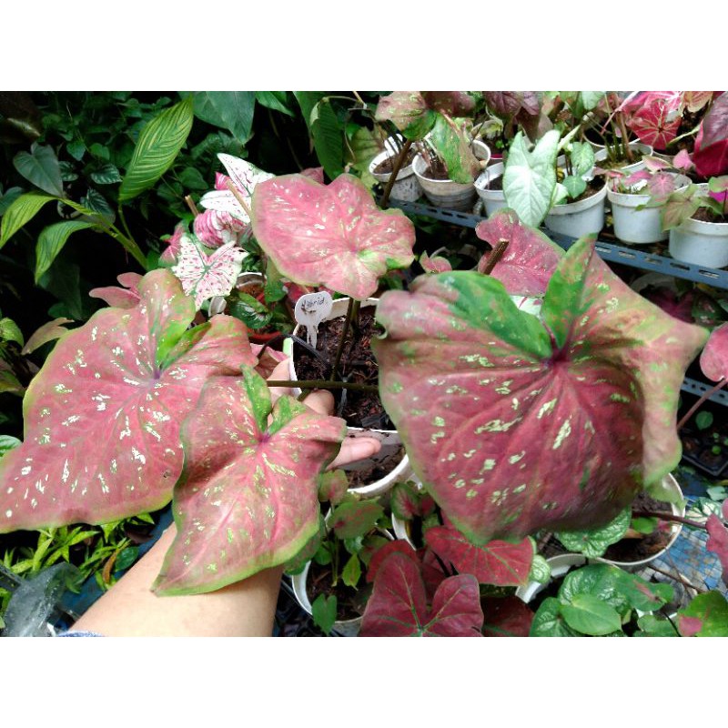 Size Remaja Keladi Hybrid Merah(Tanpa Pot)