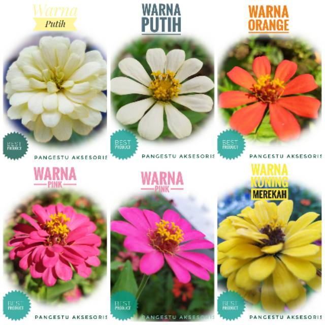 Benih Biji Bunga Kertas Cantik Zinnia Elegans Best Product Cocok Untuk Taman Dan Hiasan Rumah Shopee Indonesia