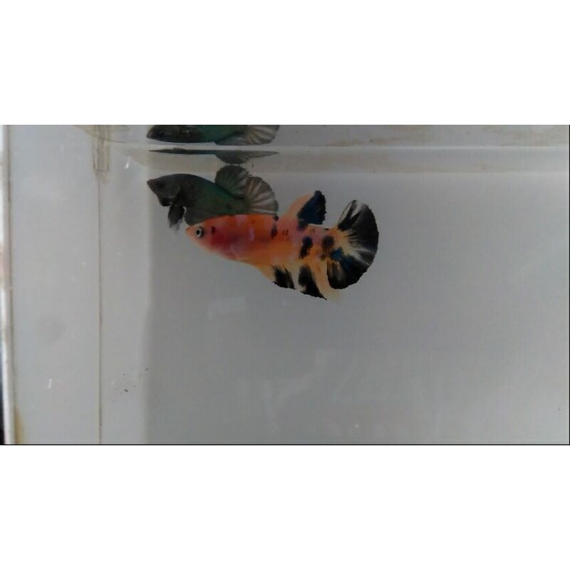 cupang yellow koi galaxy ( kuntay )