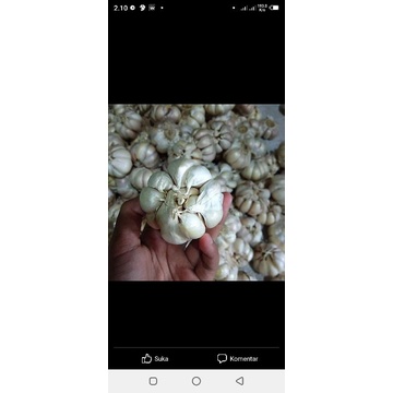 

bawang putih